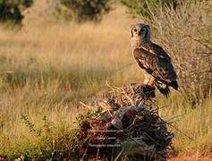 Verreaux's Eagle-Owl