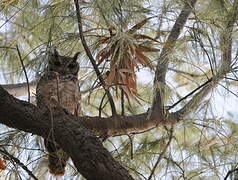 Greyish Eagle-Owl