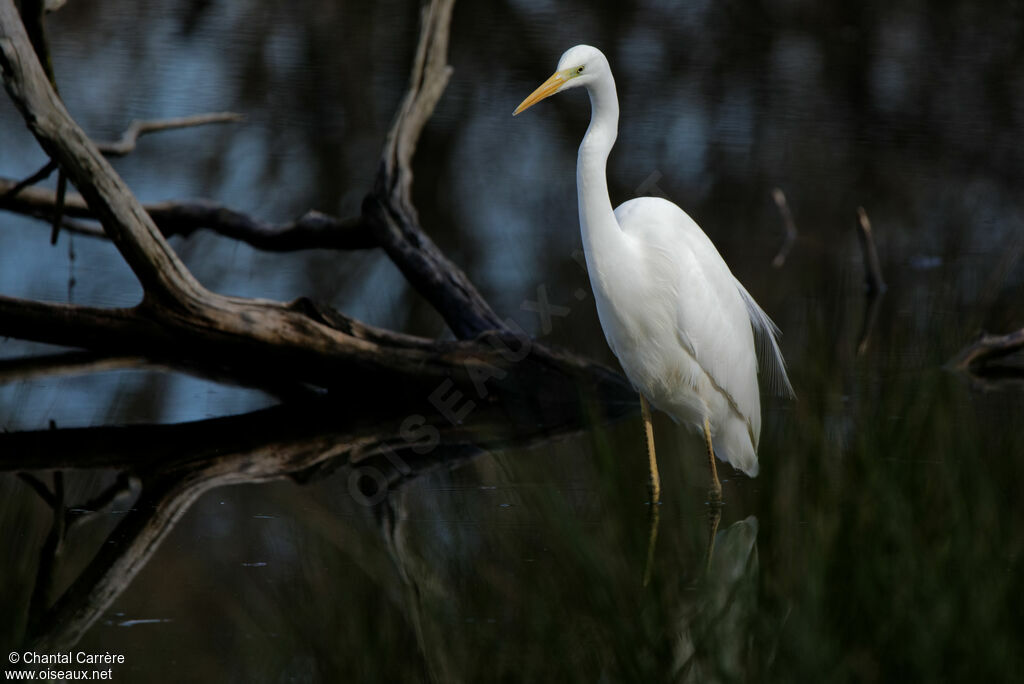 Grande Aigrette