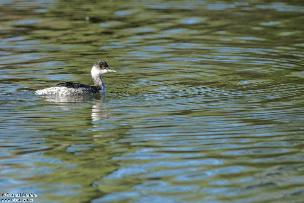 Black-necked Grebe