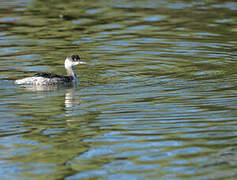 Black-necked Grebe