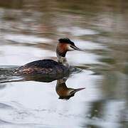 Great Crested Grebe