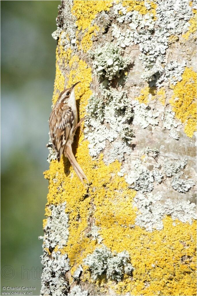 Short-toed Treecreeper