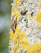 Short-toed Treecreeper