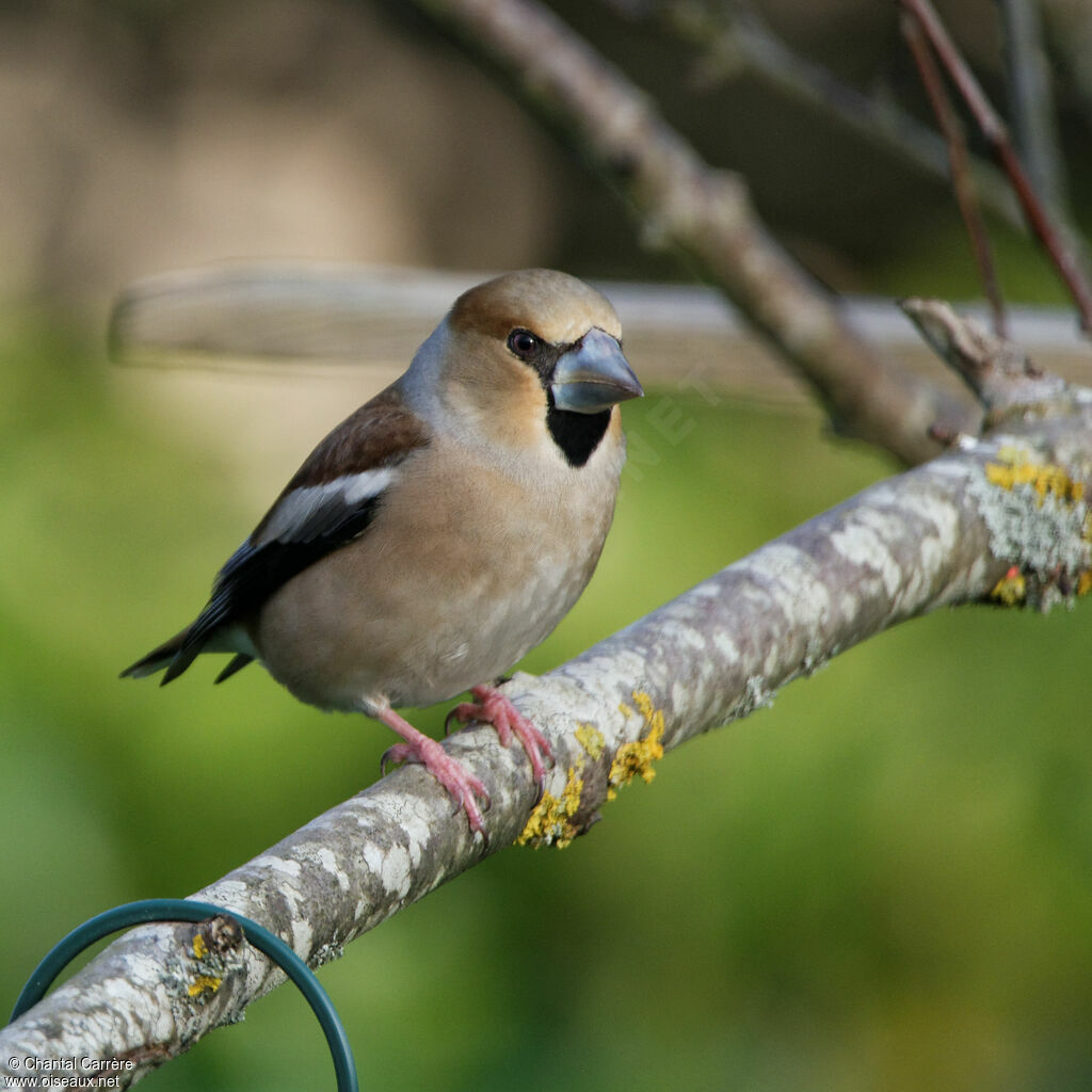 Hawfinch