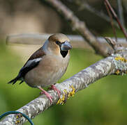 Hawfinch