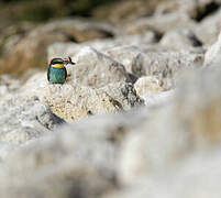 European Bee-eater