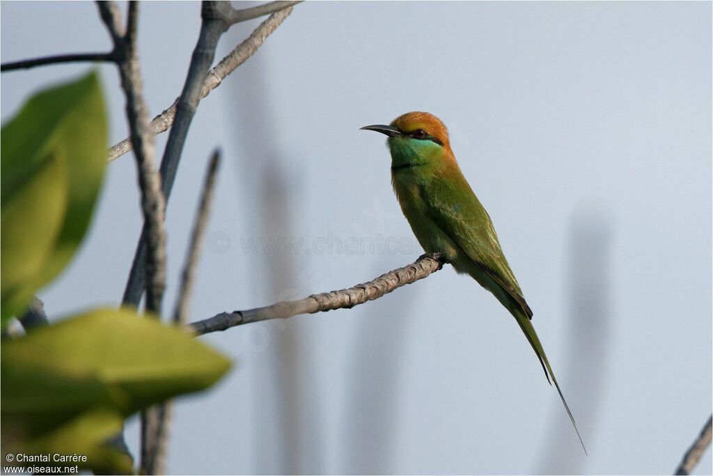 Green Bee-eater