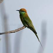 Asian Green Bee-eater