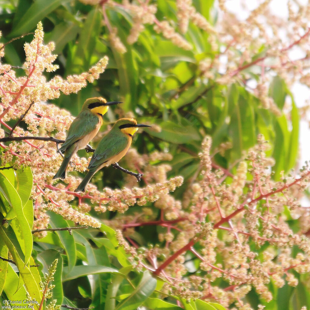 Little Bee-eater