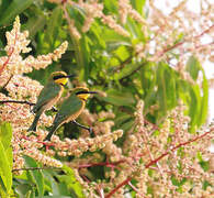 Little Bee-eater