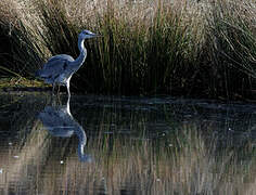 Grey Heron