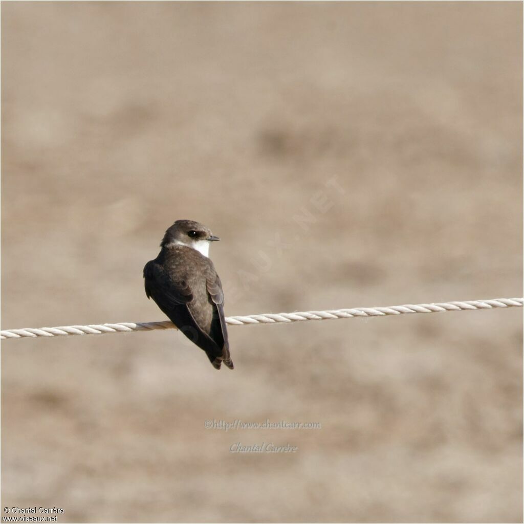 Sand Martin