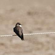 Sand Martin