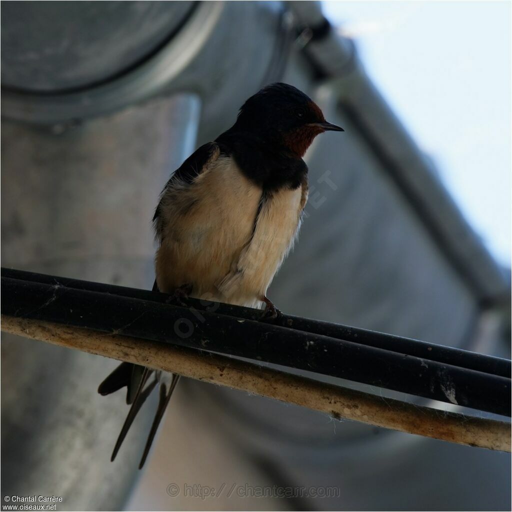 Barn Swallow