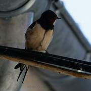 Barn Swallow