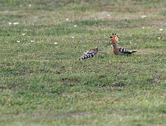 Eurasian Hoopoe