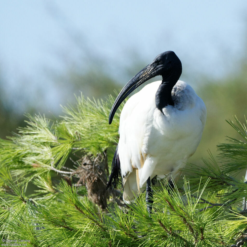 Ibis sacré