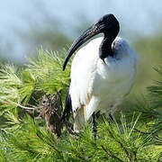 African Sacred Ibis