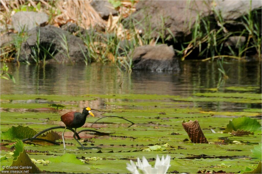 Northern Jacana