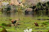 Jacana du Mexique