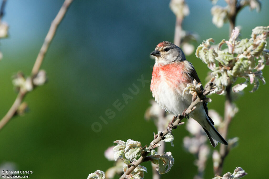 Common Linnet