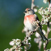 Common Linnet