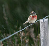 Common Linnet