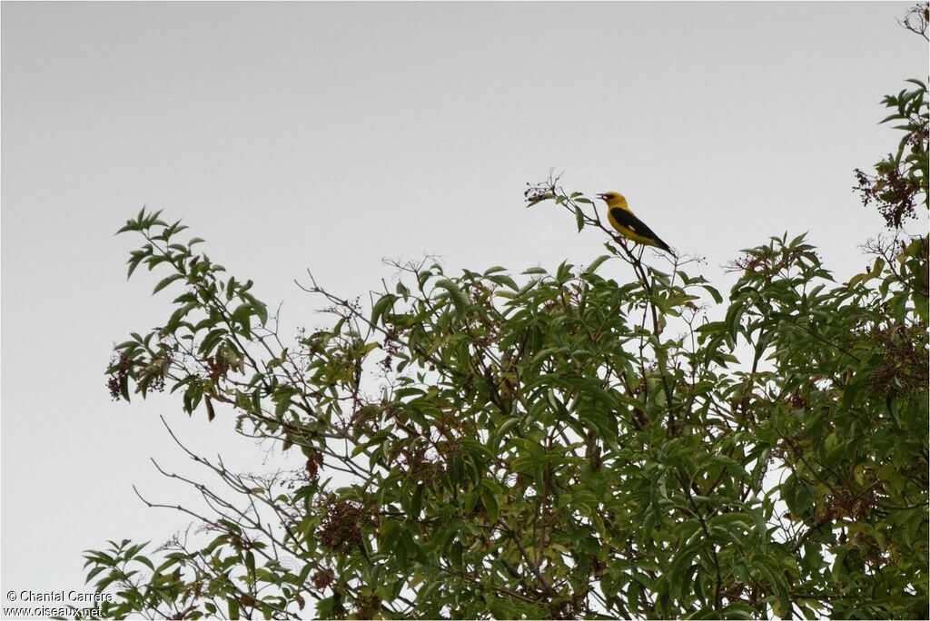 Eurasian Golden Oriole