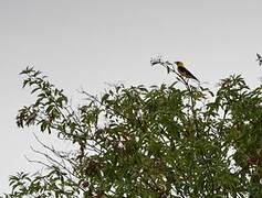 Eurasian Golden Oriole