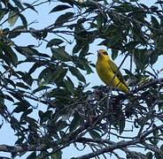 Black-naped Oriole