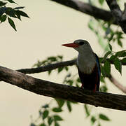 Grey-headed Kingfisher