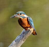 Common Kingfisher