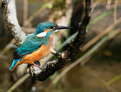 Common Kingfisher