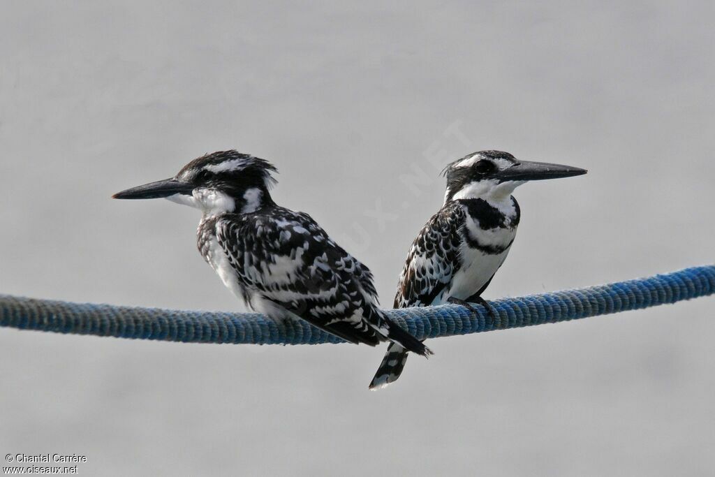 Pied Kingfisher