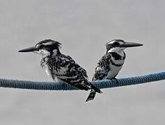 Pied Kingfisher