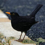 Common Blackbird