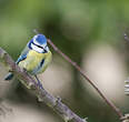 Mésange bleue