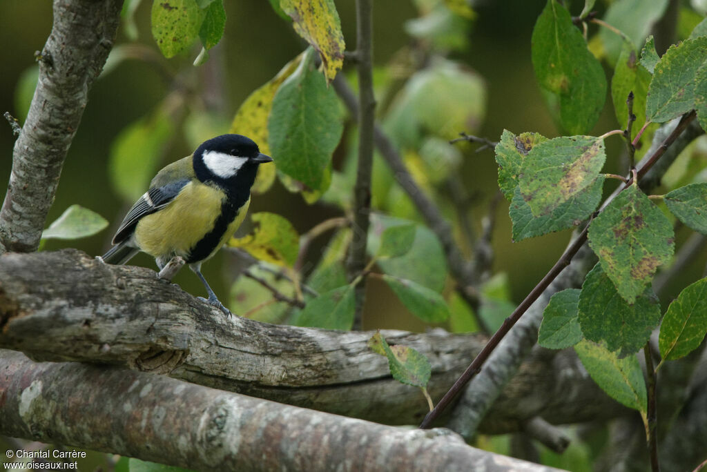 Great Tit