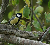 Great Tit