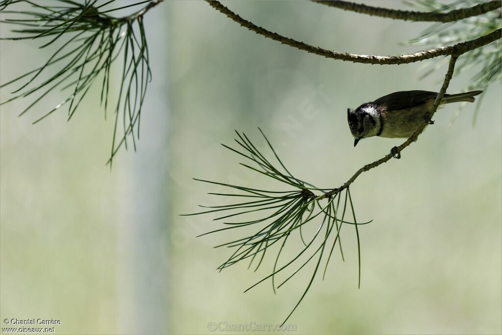 Crested Tit