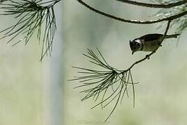 European Crested Tit