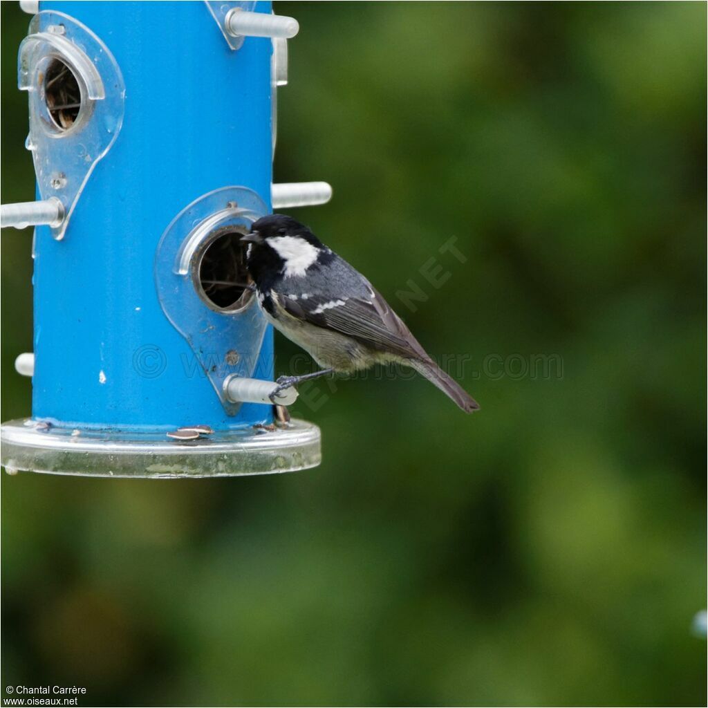 Coal Tit