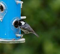 Coal Tit