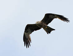 Black Kite