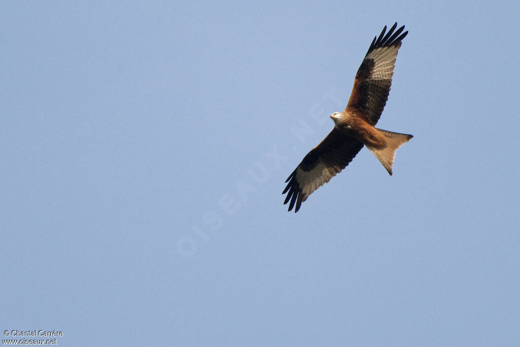 Red Kite