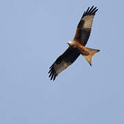 Red Kite