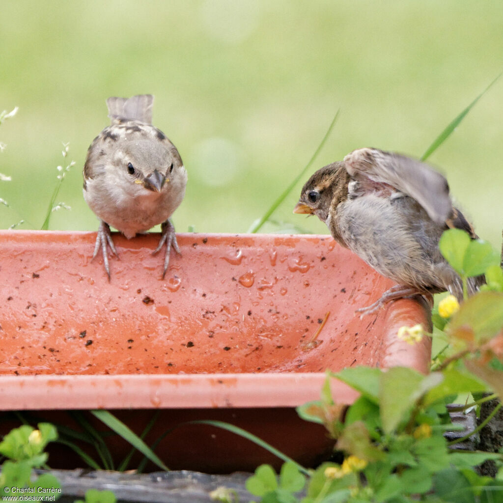 House Sparrow