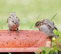 Moineau domestique