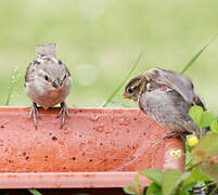 House Sparrow